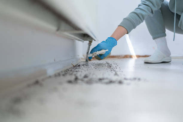 Best Local Pest Control Services  in Southern Shores, NC